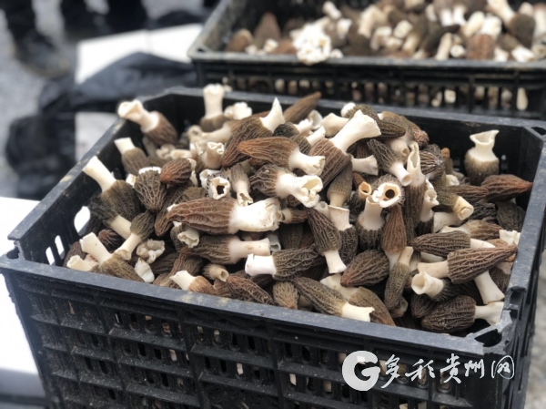 （中首）贵州全力冲刺农产品购销“开门红”