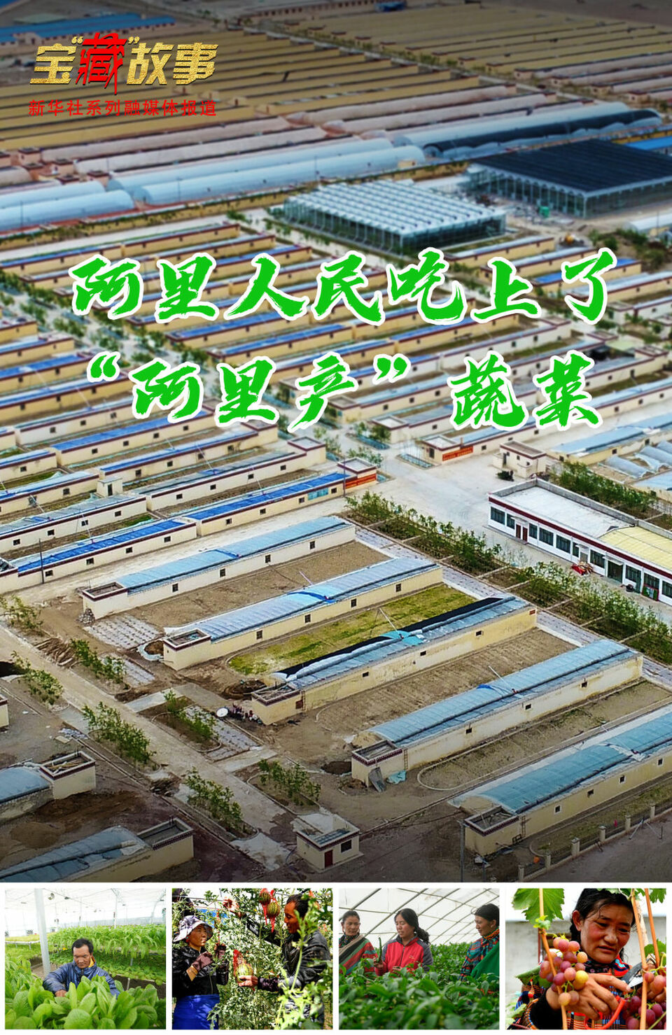 宝“藏”故事丨“世界屋脊”高处 蔬菜源源产出——西藏阿里群众吃上“阿里产”蔬菜