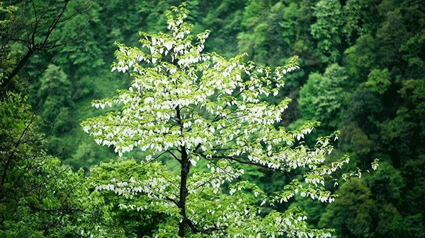 保护生物多样性 眉山洪雅绿色打底守护自然生态安全边界_fororder_瓦屋山珙桐花-摄影-蒲训训