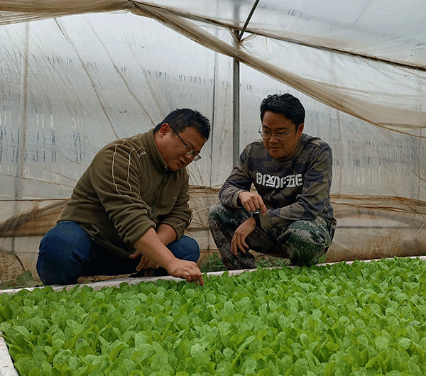凉山州金阳县副县长罗雅宏：坚持把产业扶贫作为实现贫困群众稳定脱贫的根本之策_fororder_罗雅宏（右一）调研辖区特色农业产业状况--摄影--方秦