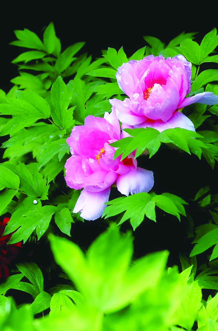 长春牡丹园内的牡丹花迎来盛花期