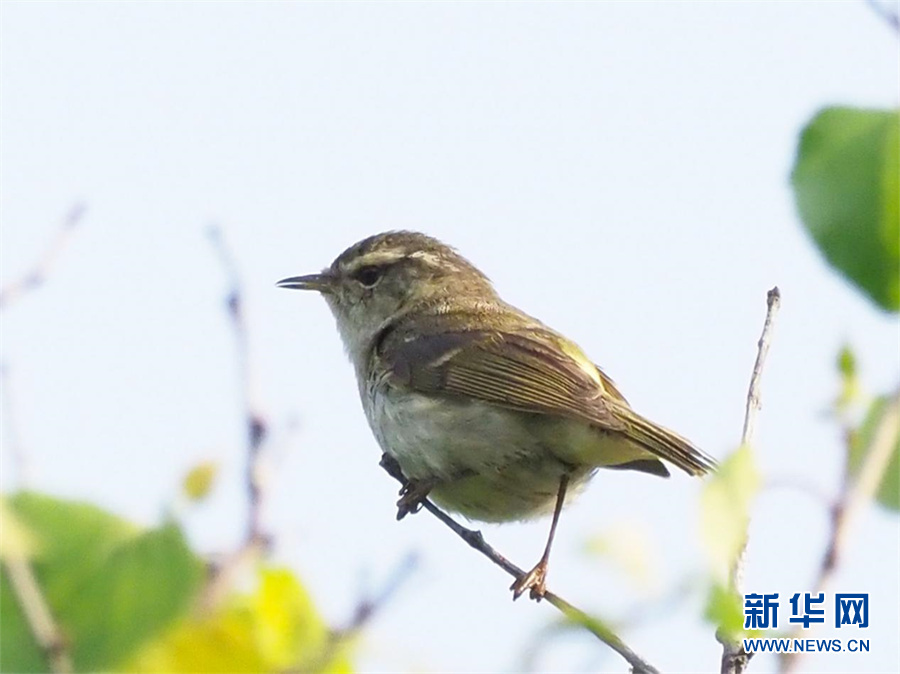 湖北鸟类再添新成员！神农架发现湖北省鸟类新记录种黑喉歌鸲、异色树莺