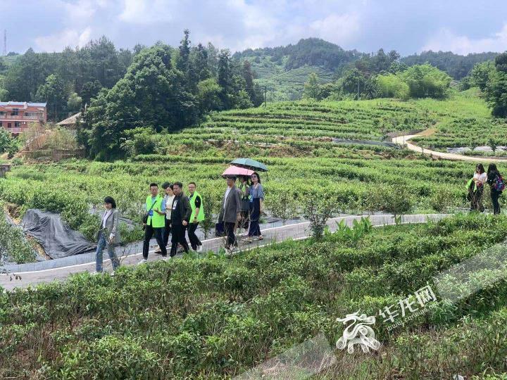 全国网媒记者走进南川大观 乡村振兴蔚为“大观”