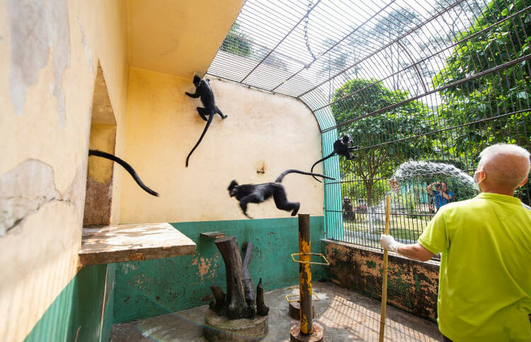 广西梧州：人工繁殖黑叶猴喜添丁