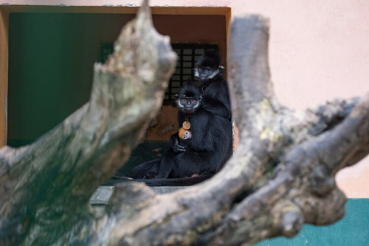 广西梧州：人工繁殖黑叶猴喜添丁