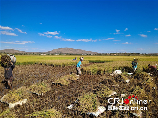 中国杂交水稻助力马达加斯加提高粮食产量_fororder___172.100.100.3_temp_9500033_1_9500033_1_1_817039eb-1d6a-46cb-b9b0-2289cfe4b57f