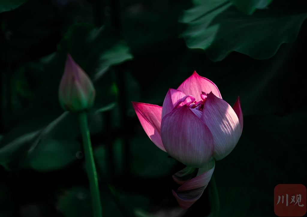 （转载）太美了！成都文化公园的荷花开了，快来打卡！_fororder_NEWS_F8B3209EF32585E66A0420EB0B030F5C.JPG