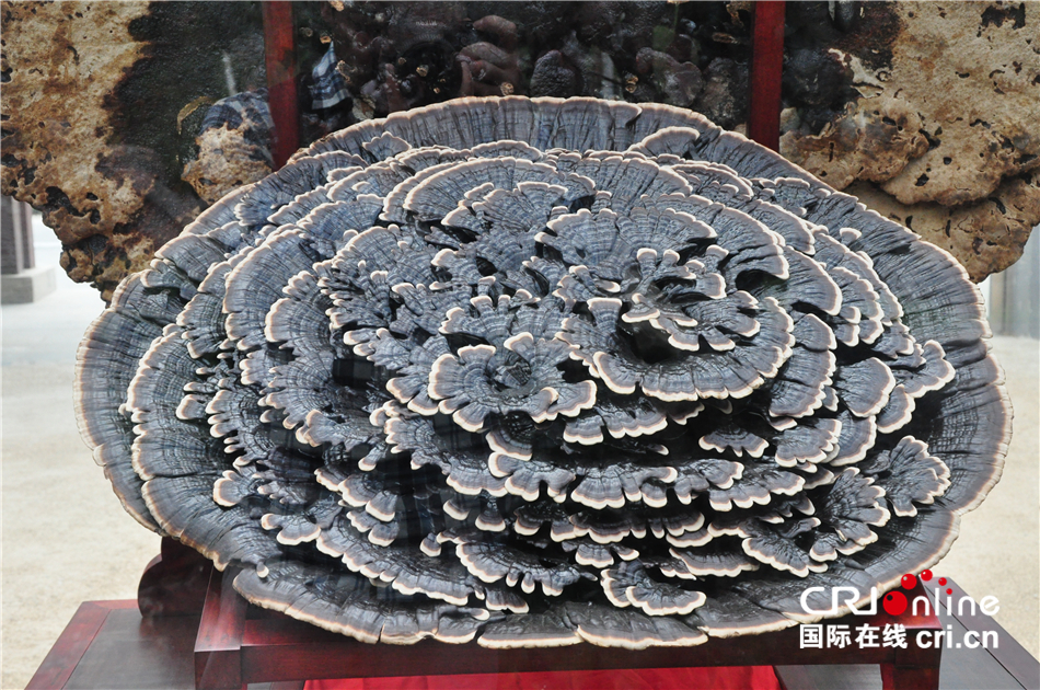 图片默认标题_fororder_5.JPG