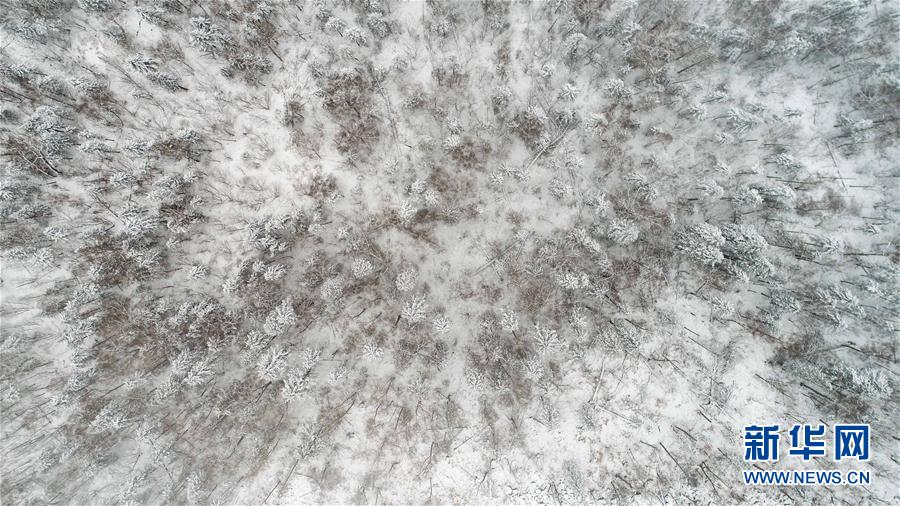 牡丹江市雪染层林