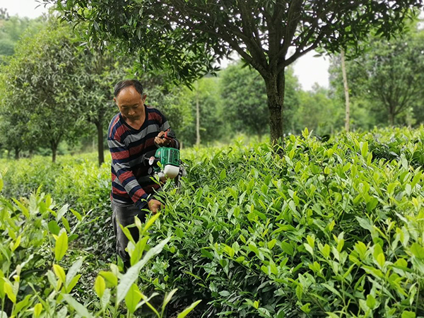 眉山青神：茶香飘沃野 产业促振兴_fororder_工人正在进行茶树修边工作-供图-青神县委宣传部