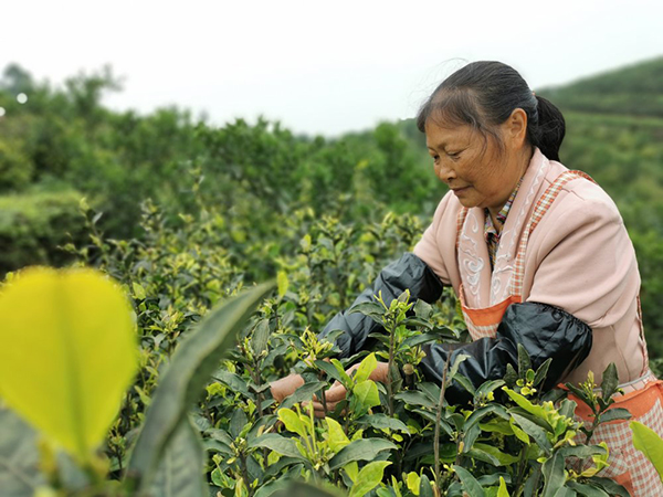 眉山青神：茶香飘沃野 产业促振兴_fororder_村民采摘黄金茶-供图-青神县委宣传部