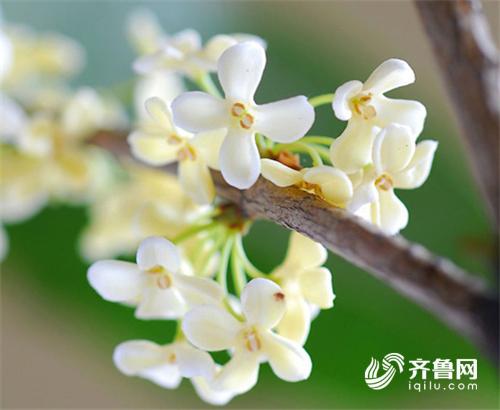【旅游-图片】【走遍山东-青岛】金秋桂花飘香 青岛6处桂花赏花地等你来