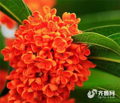 【旅游-图片】【走遍山东-青岛】金秋桂花飘香 青岛6处桂花赏花地等你来