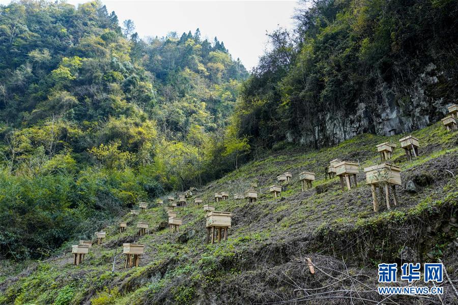 【区县】重庆石柱：苦、辣、甜“三味”酿出新生活