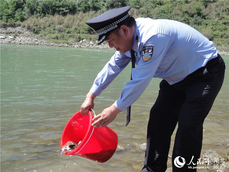 湖北郧西放流鱼苗8万尾 修复汉江生态环境