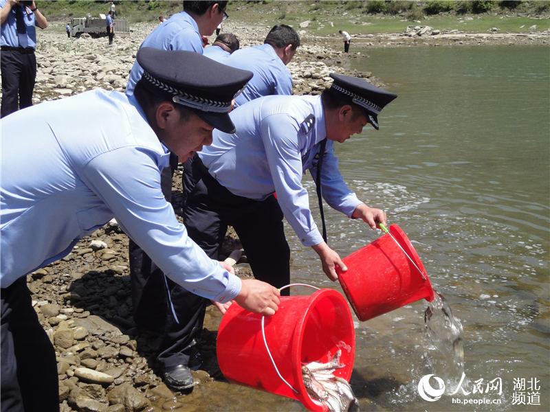 湖北郧西放流鱼苗8万尾 修复汉江生态环境