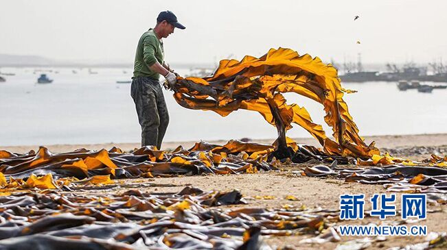 山东荣成：海带丰收晾晒忙