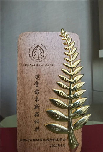 “四季春1号”紫荆树荣获“绿化观赏苗木新品种奖”_fororder_1 (2)