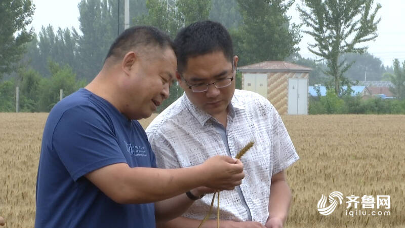 雨后小麦如何抢收？德州农技专家分类施策保麦收