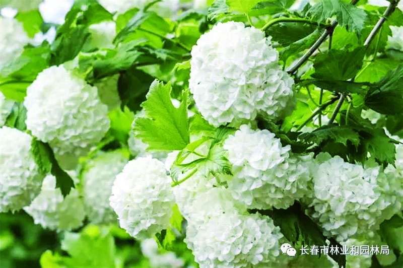 欧洲木绣球“玫瑰”在长春盛开