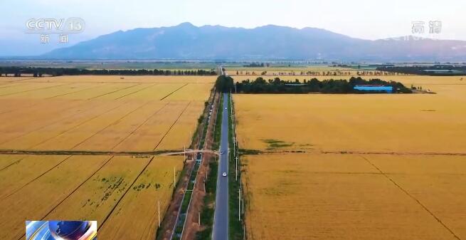 全国多地迎来夏粮丰收季 各地抢抓农时大小机械齐上阵