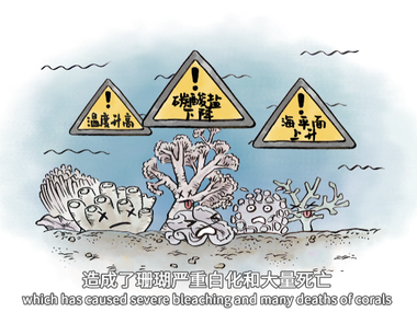 珊瑚礁：海洋里或将消失的“彩妆”_fororder_微信图片_20210608121602