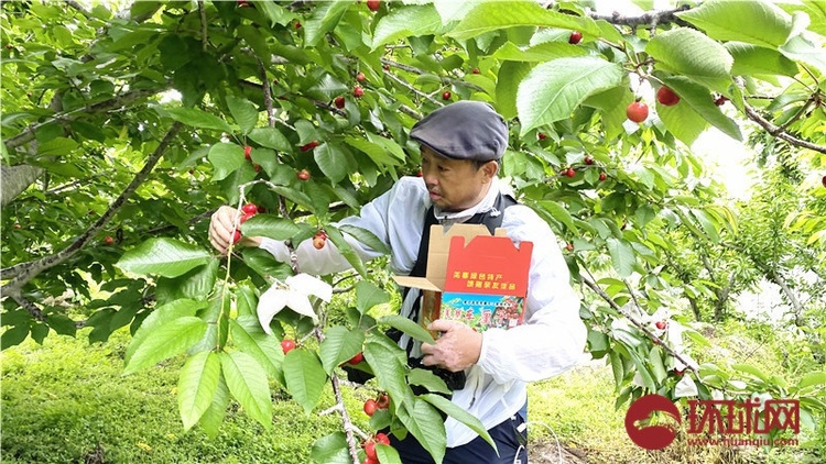 （转载）又到樱桃采摘季 四川茂县迎客来