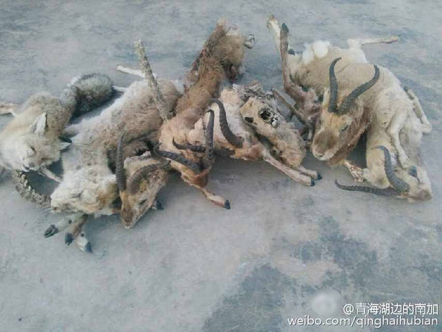 青海湖7只羚羊死于围栏铁丝