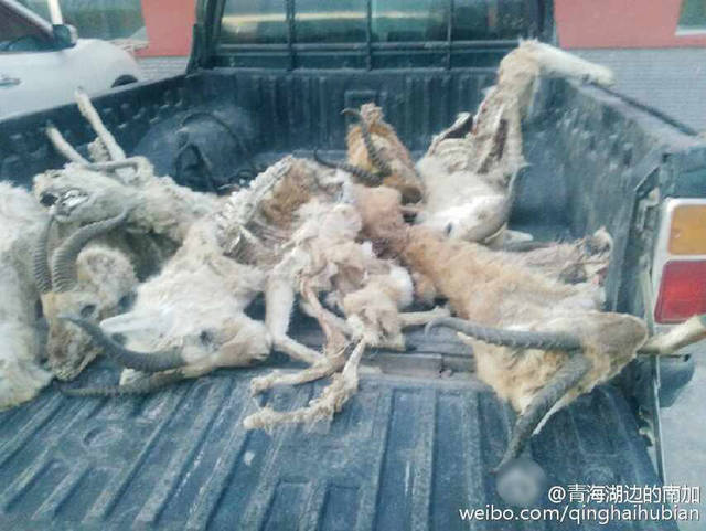 青海湖7只羚羊死于围栏铁丝