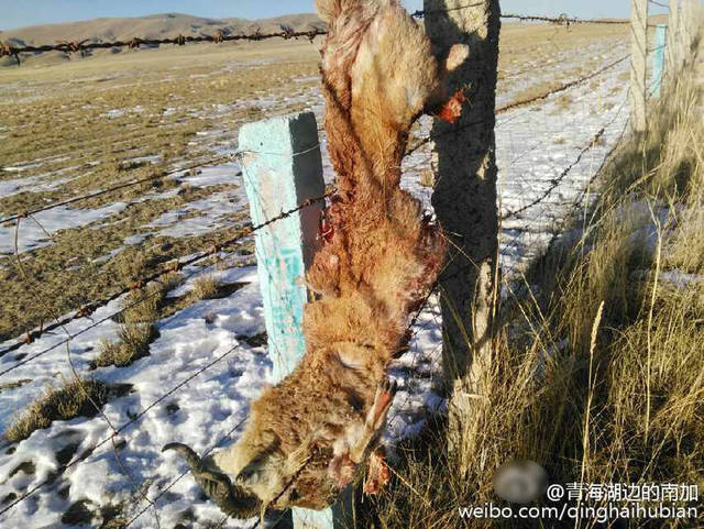 青海湖7只羚羊死于围栏铁丝