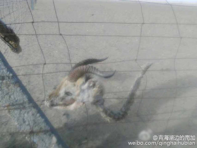 青海湖7只羚羊死于围栏铁丝