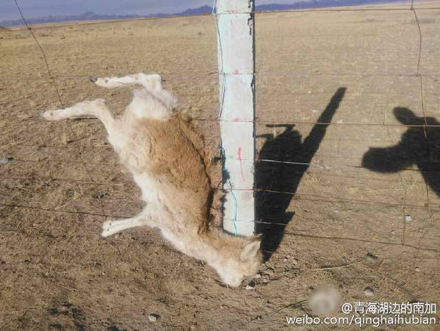 青海湖7只羚羊死于围栏铁丝