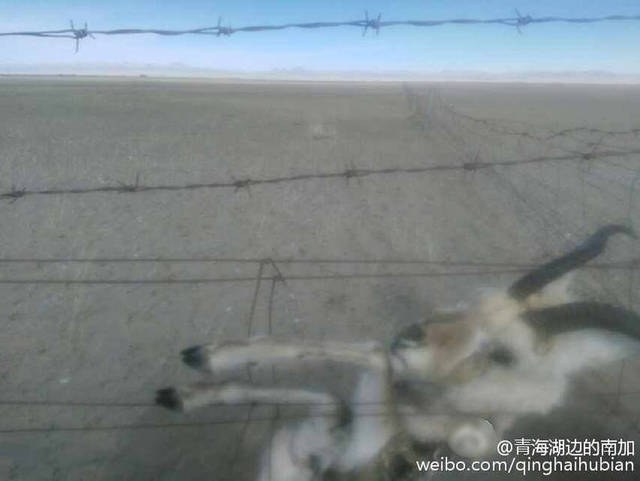 青海湖7只羚羊死于围栏铁丝