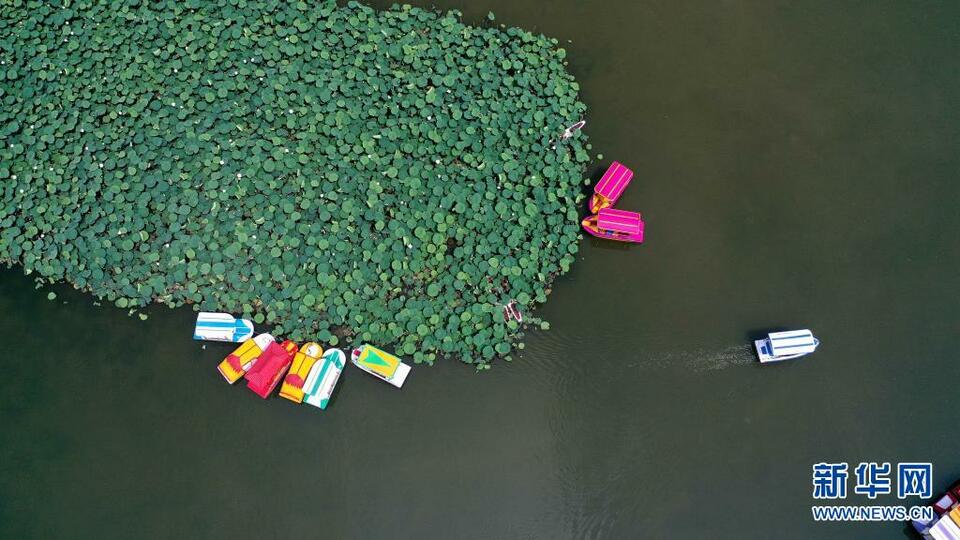 （中首）黔西南安龙县：十里荷塘荷花开