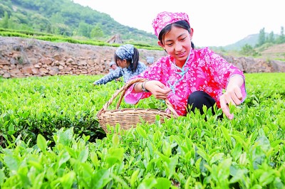 乡村振兴：广袤田间铺展多彩画卷