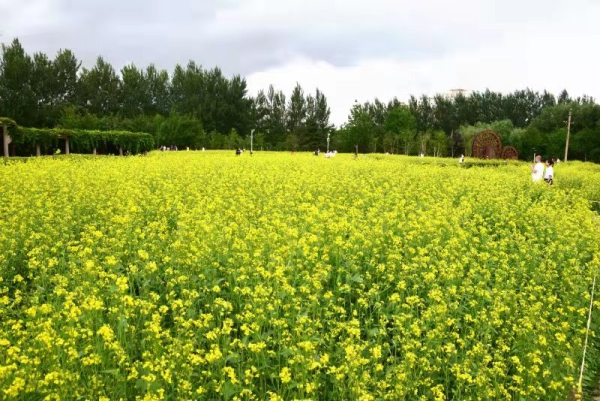 赏花！长春公园油菜花进入盛放期