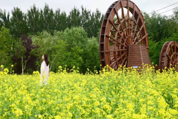 赏花！长春公园油菜花进入盛放期