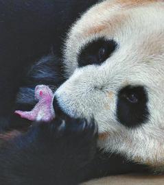 （中首）中国大熊猫保护研究中心四喜临门