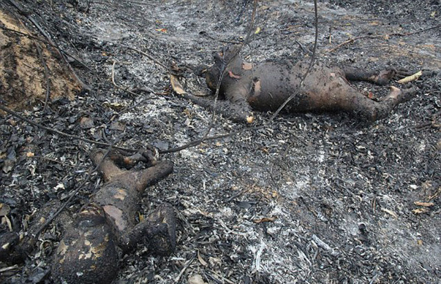 印尼保护区3只大猩猩被烧死或是农民烧荒所致组图