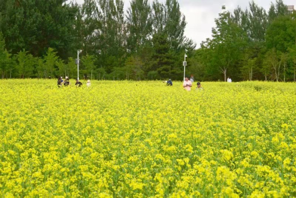 赏花！长春公园油菜花进入盛放期