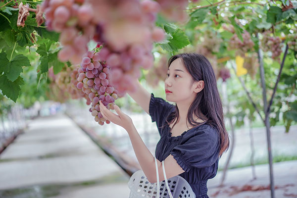 眉山彭山：葡萄园里采摘乐_fororder_游客正在采摘葡萄-摄影-翁光建-(3)