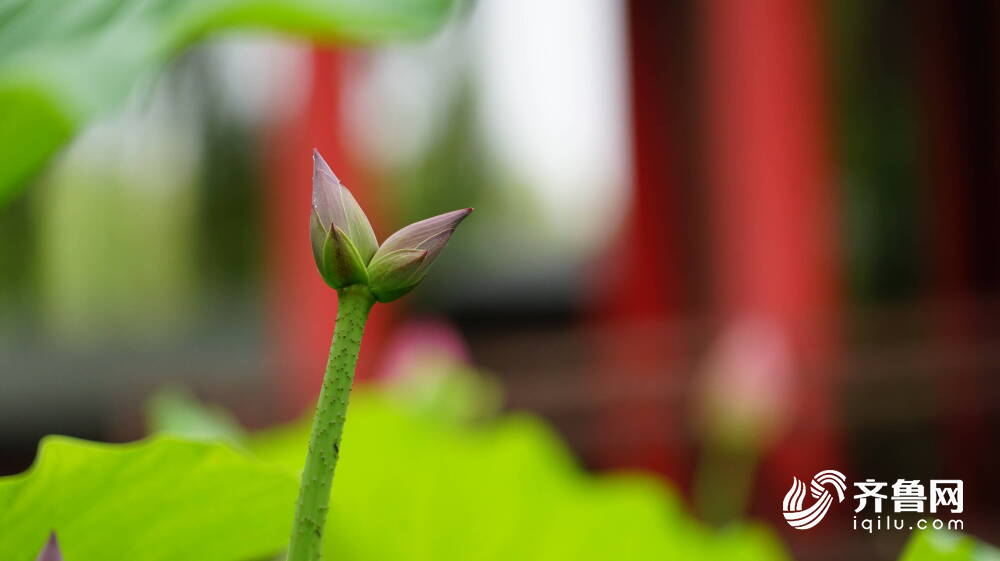 济南大明湖荷花珍品“并蒂莲”含苞待放