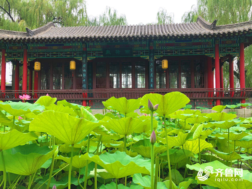 济南大明湖荷花珍品“并蒂莲”含苞待放