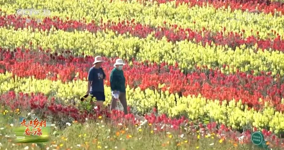 【走进乡村看小康】青海西宁花海香四溢、旅游富农家 有力推动乡村振兴