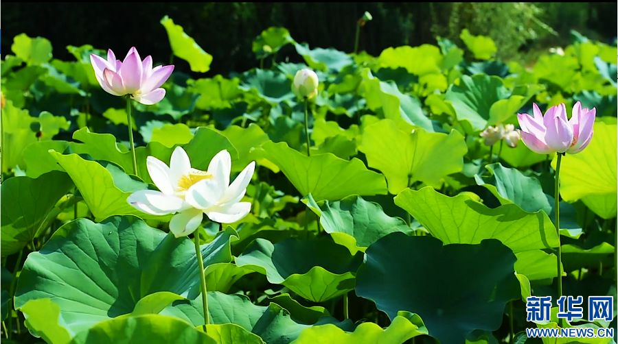 周口淮阳：为“荷”而来 情归“荷”处