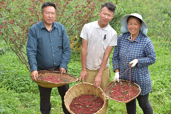 凉山盐源县80余万亩花椒喜获丰收_fororder_盐源花椒获丰收