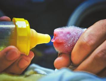 （中首）中国大熊猫保护研究中心四喜临门