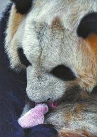 （中首）中国大熊猫保护研究中心四喜临门