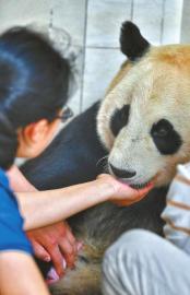 （中首）中国大熊猫保护研究中心四喜临门