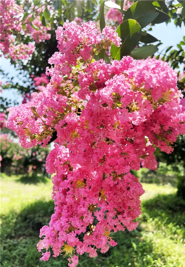 江苏中华珍奇紫薇文化园盛夏花团锦簇 独占芳菲